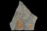 Ordovician Soft-Bodied Fossil (Duslia?) - Morocco #80277-1